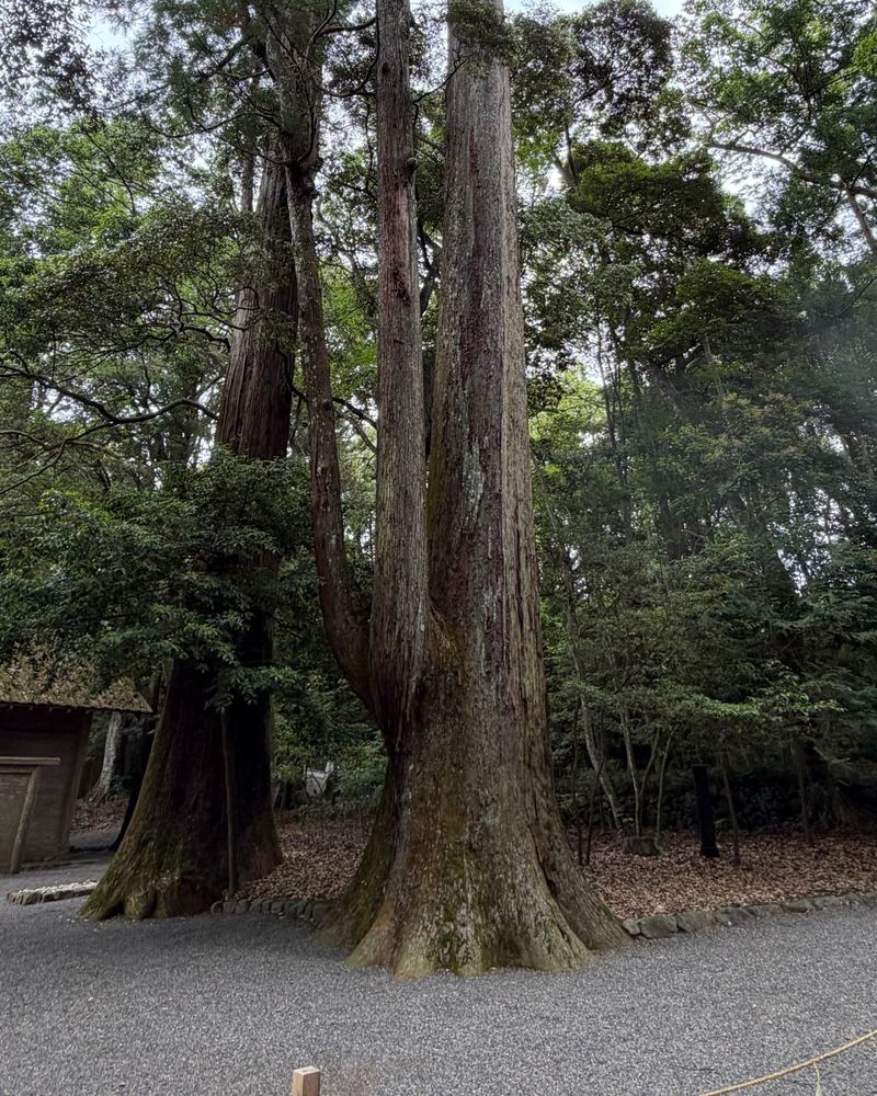 Huge old cedar trees beside a gravel path at Ise Jingu