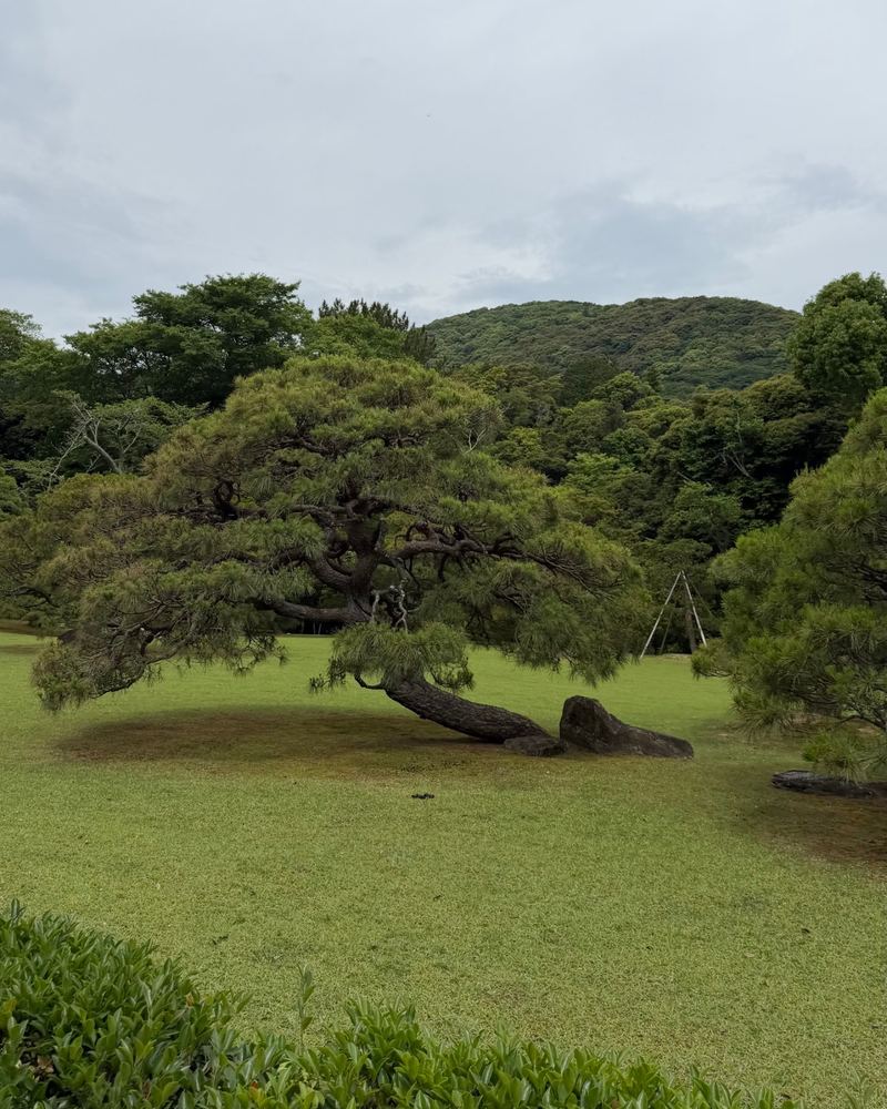A low, wide pine tree on a green lawn at Ise Jingu