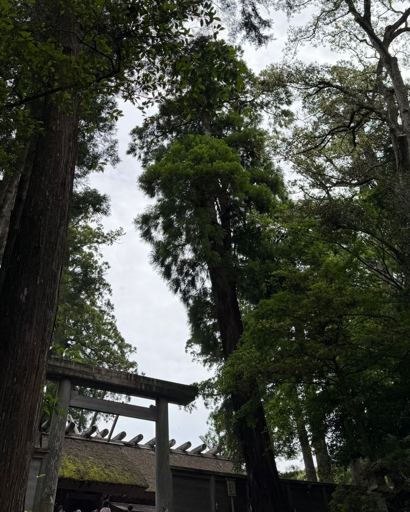 A wooden torii gate under tall trees at Ise Jingu