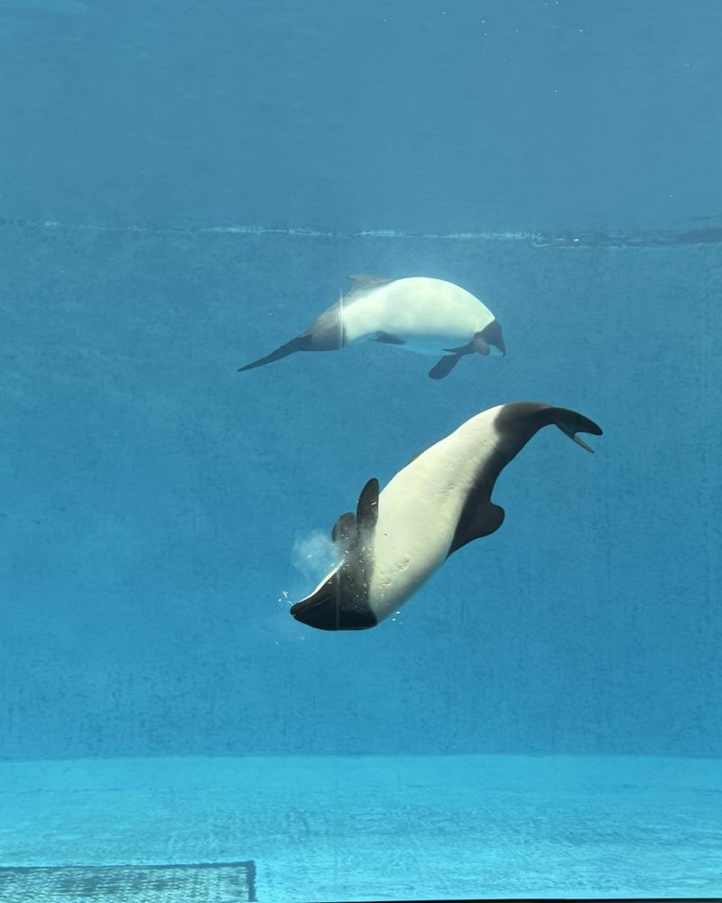 Two black-and-white dolphins swimming in a large tank