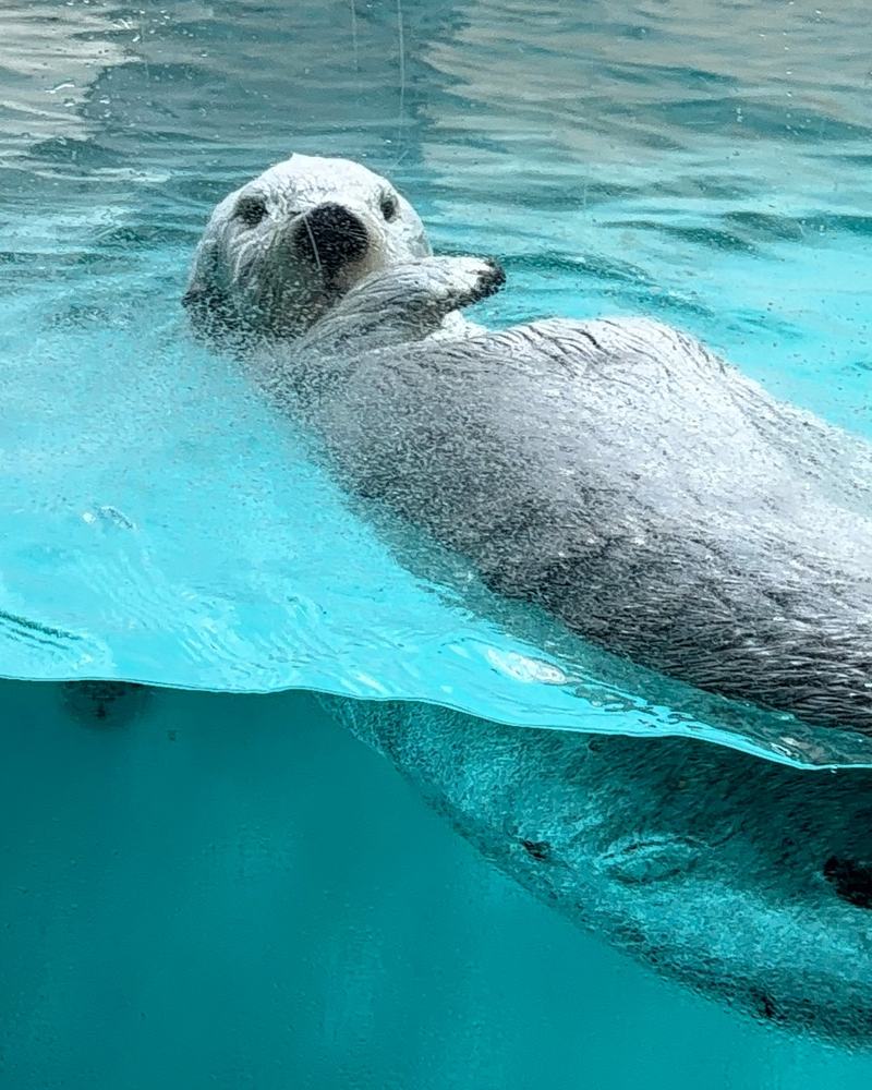 A sea otter looking toward the camera through the glass