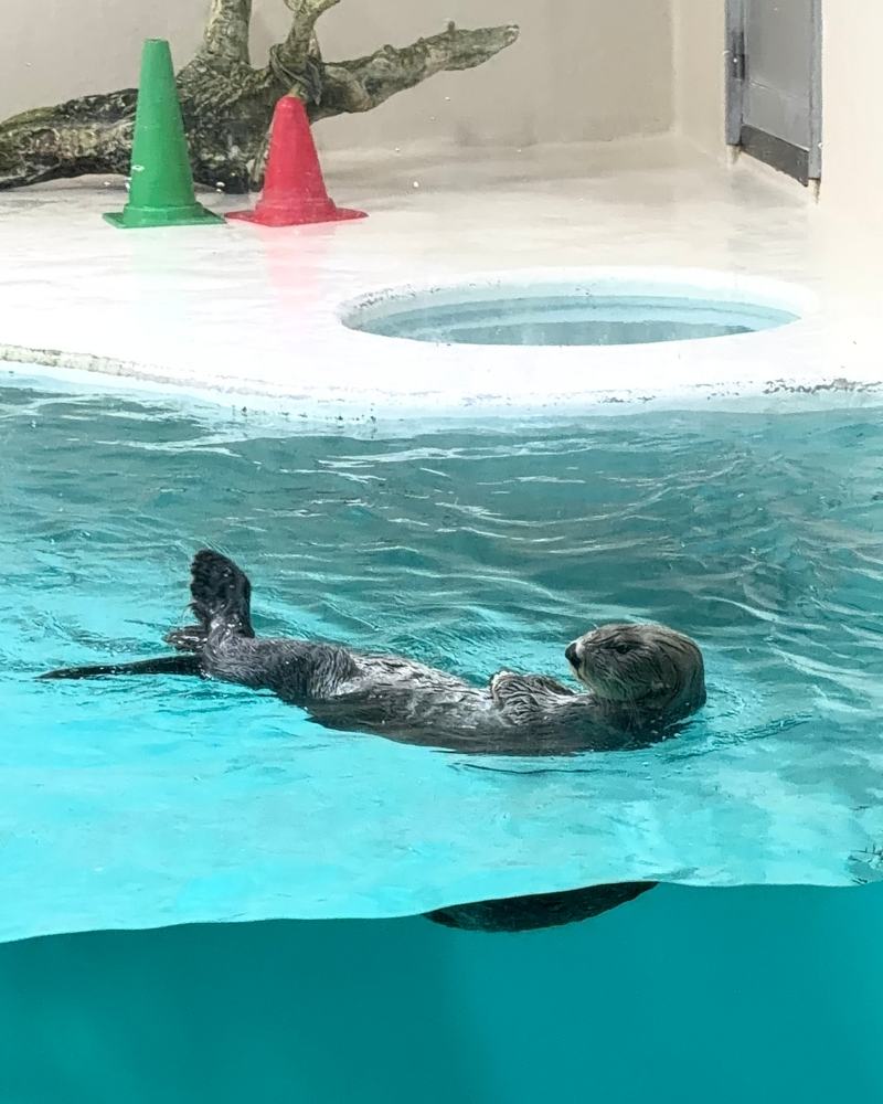 A sea otter floating on its back in a pool at Toba Aquarium