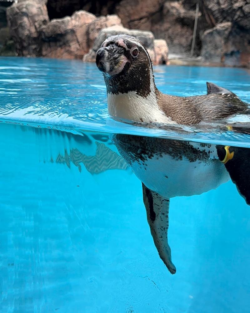A penguin swimming at the surface of a blue pool
