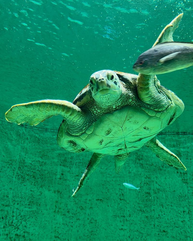 A sea turtle swimming toward the camera in green water