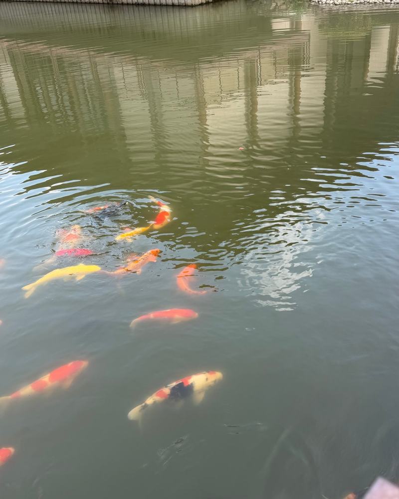 Colorful koi fish swimming in a pond at Usa Jingu