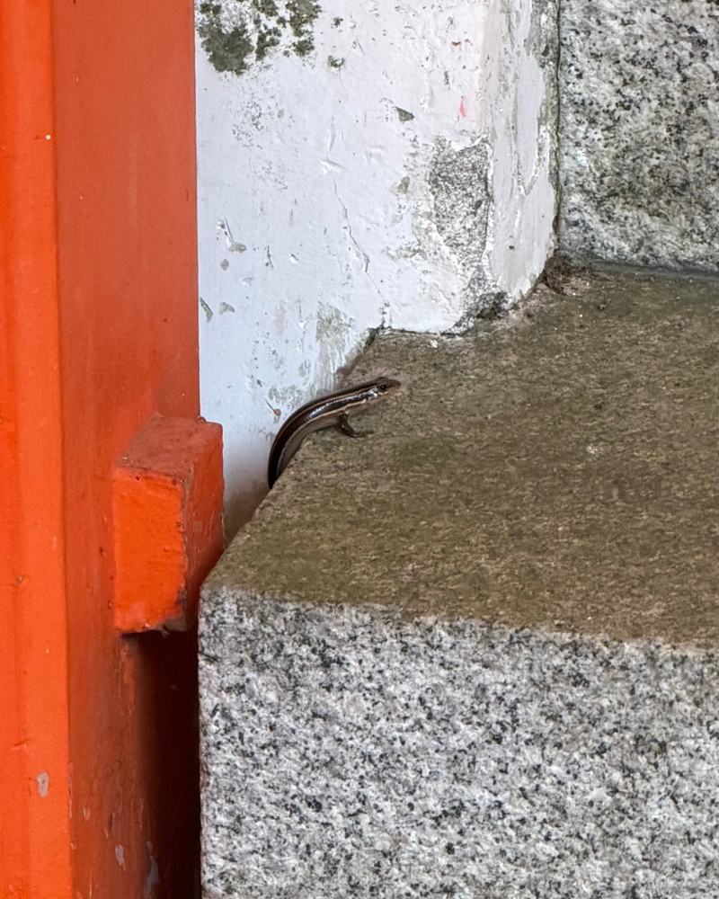 A small lizard on stone steps next to a red pillar at Usa Jingu