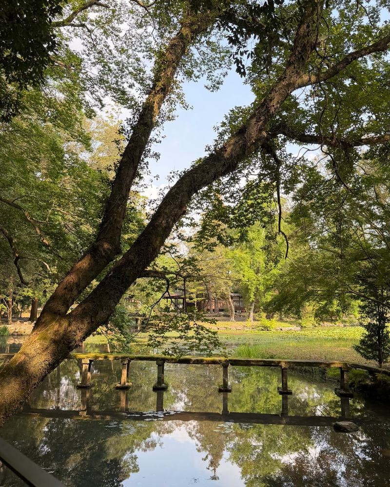 A calm pond with an old stone bridge and green trees at Usa Jingu